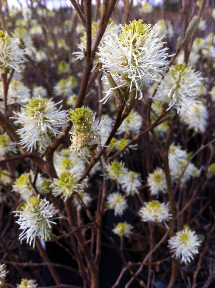 Fothergilla major 'Mount Airy' from David's Nursery Fothergilla major 'Mount Airy' - Mount Airy Fothergilla