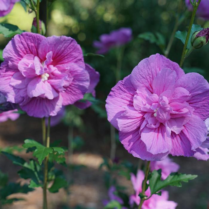 Hibiscus syriacus 'Dark Lavender' from David's Nursery Hibiscus syriacus Chiffon® 'Dark Lavender' ('SMNHSPCL') - Rose of Sharon