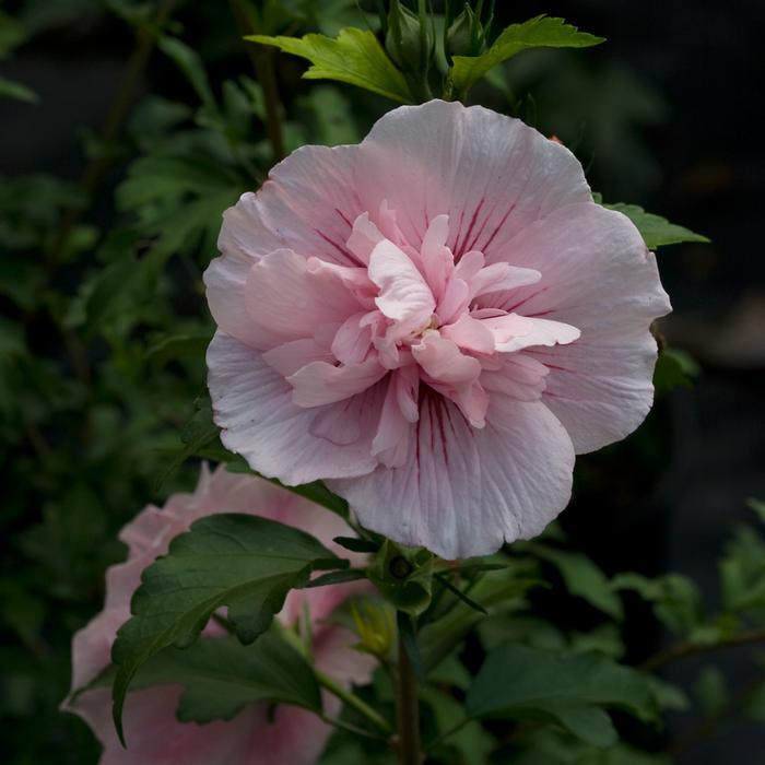 Hibiscus syriacus 'Pink Chiffon®' from David's Nursery Hibiscus syriacus 'Pink Chiffon®' ('JWNWOOD4') - Rose of Sharon