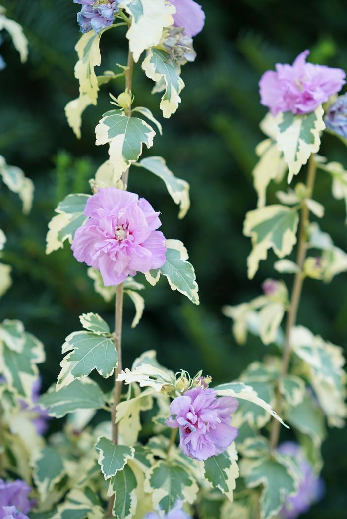 Hibiscus syriacus 'Sugar Tip® Gold' from David's Nursery Hibiscus syriacus 'Sugar Tip® Gold' ('THEISSHSSTL') - Rose of Sharon