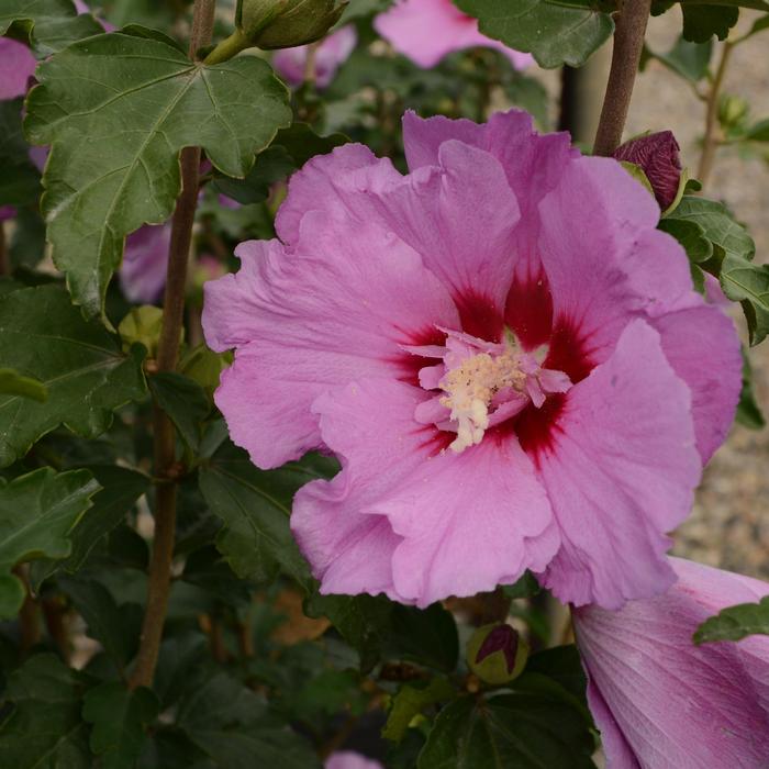 Hibiscus syriacus 'Tahiti™' from David's Nursery Hibiscus syriacus First Editions® 'Tahiti™' ('Mineru') - Rose of Sharon