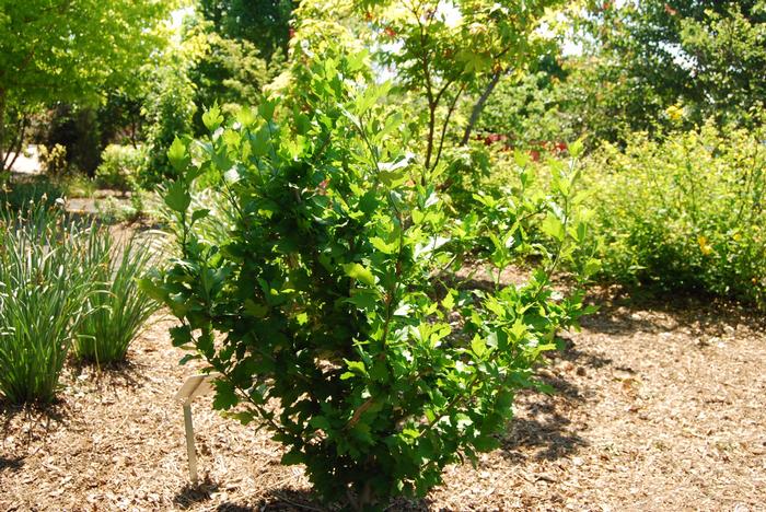Hibiscus syriacus 'Violet Satin®' from David's Nursery Hibiscus syriacus 'Violet Satin®' ('Floru') - Rose of Sharon