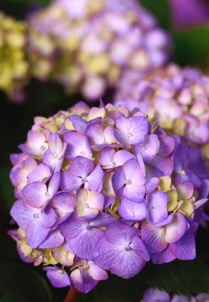 Hydrangea macrophylla 'BloomStruck®' from David's Nursery Hydrangea macrophylla 'BloomStruck®' ('PIIHM-II') - Reblooming Hydrangea