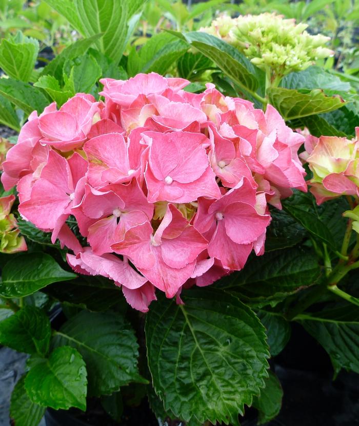 Hydrangea macrophylla 'Glowing Embers' from David's Nursery Hydrangea macrophylla 'Glowing Embers' - Bigleaf Hydrangea