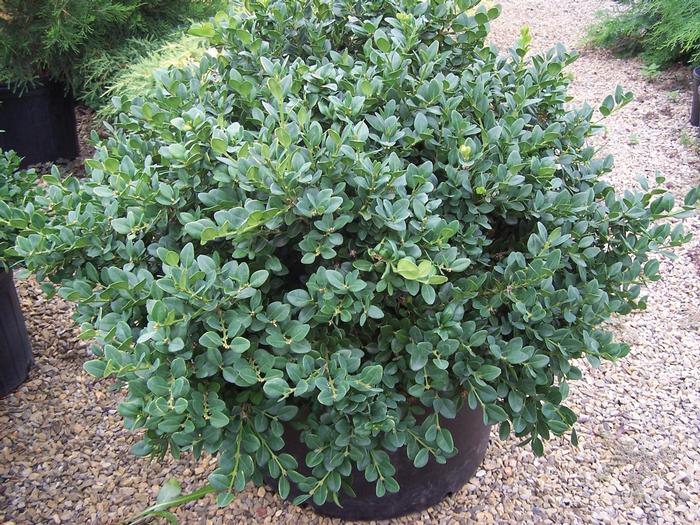 Buxus 'Gordo™' from David's Nursery Buxus 'Gordo™' ('Conrowe') - Boxwood