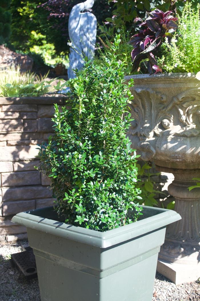 Buxus sempervirens 'Dee Runk' from David's Nursery Buxus sempervirens 'Dee Runk' - Boxwood
