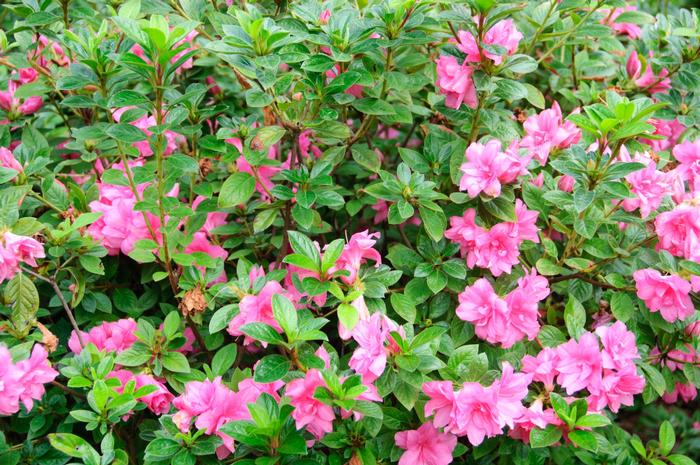 Rhododendron 'Autumn Carnation®' from David's Nursery Rhododendron Encore® 'Autumn Carnation®' ('Roblec') - Azalea