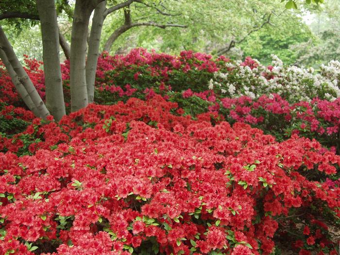 Rhododendron Girard hybrid 'Hotshot' from David's Nursery Rhododendron Girard hybrid 'Hotshot' - Azalea