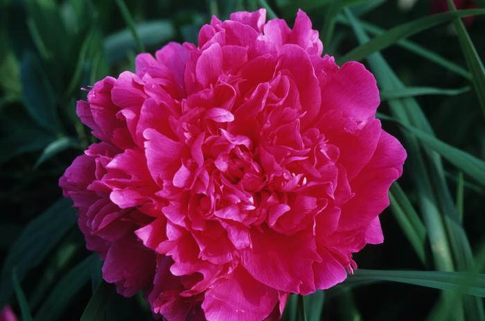 Paeonia lactiflora 'Felix Supreme' from David's Nursery Paeonia lactiflora 'Felix Supreme' - Peony
