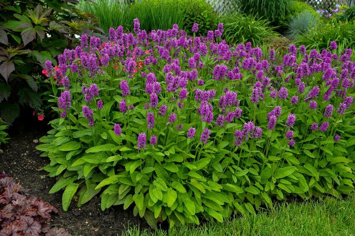 Stachys monieri 'Hummelo' from David's Nursery Stachys monieri 'Hummelo' - Betony