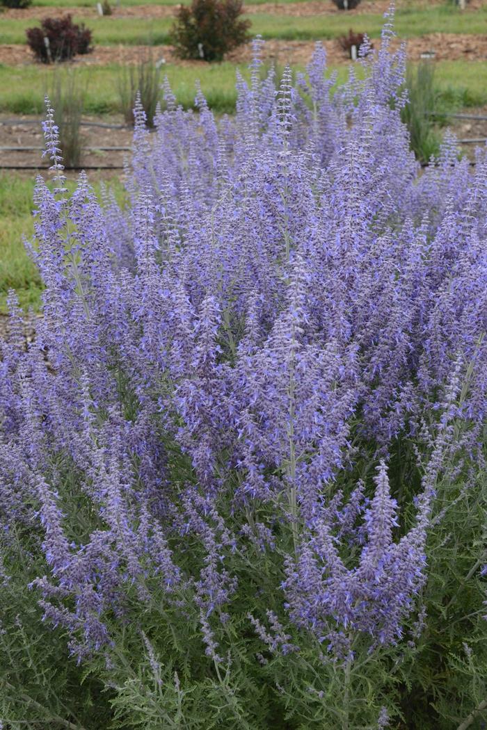 Perovskia atriplicifolia 'Denim 'n Lace' from David's Nursery Perovskia atriplicifolia 'Denim 'n Lace' - Russian Sage