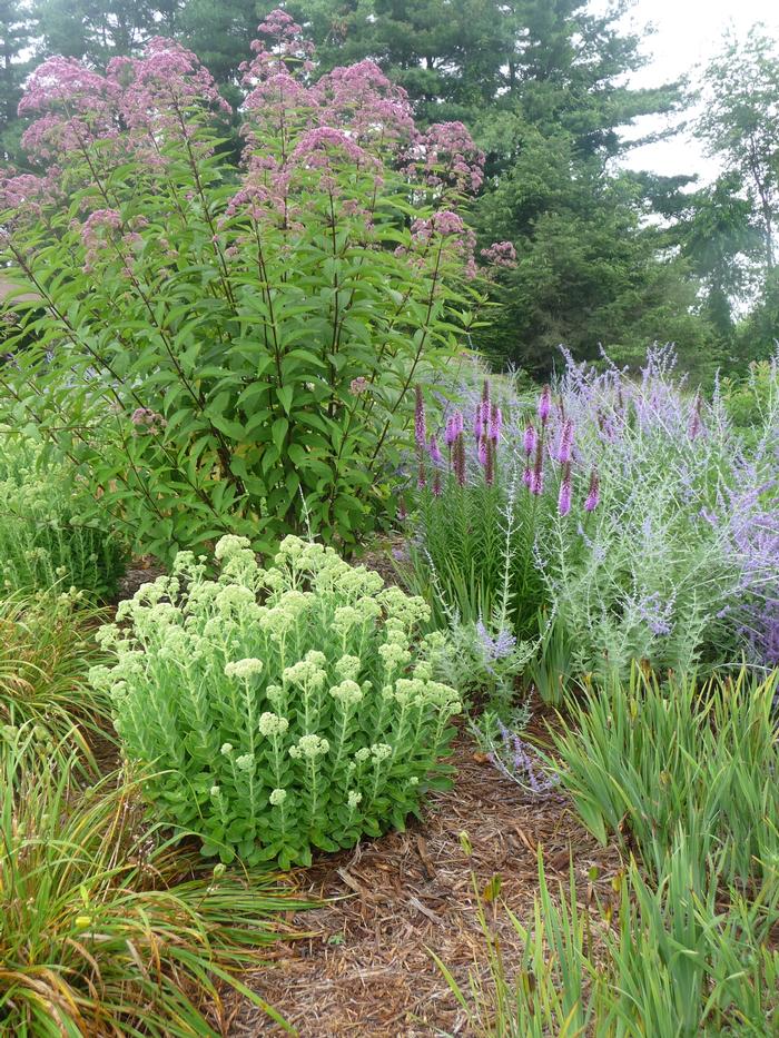 Perovskia atriplicifolia from David's Nursery Perovskia atriplicifolia - Russian Sage