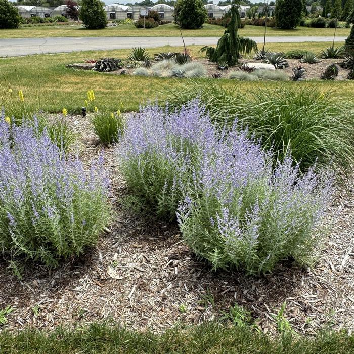 Perovskia atriplicifolia 'Little Spire' from David's Nursery Perovskia atriplicifolia 'Little Spire' - Russian Sage