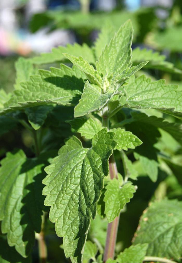 Nepeta cataria from David's Nursery Nepeta cataria - Catnip
