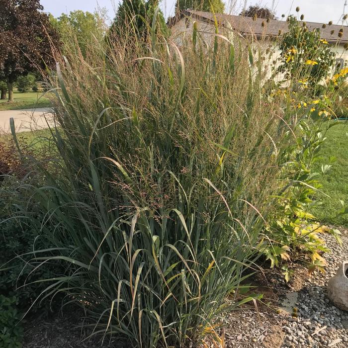 Panicum virgatum 'Northwind' from David's Nursery Panicum virgatum 'Northwind' - Switch Grass