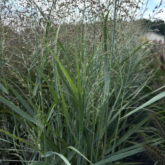 Panicum virgatum 'Prairie Dog' from David's Nursery Panicum virgatum 'Prairie Dog' - Switchgrass