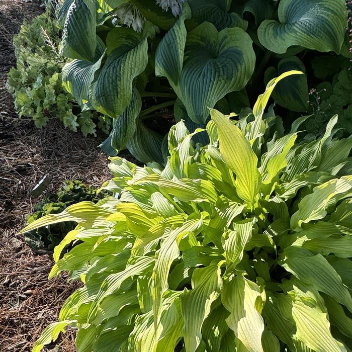 Hosta 'Curly Fries' from David's Nursery Hosta 'Curly Fries' - Hosta or Plantain Lily