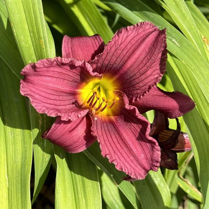 Hemerocallis 'Little Grapette' from David's Nursery Hemerocallis 'Little Grapette' - Daylily