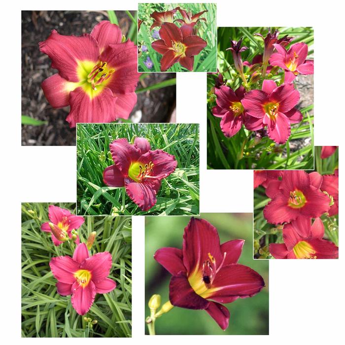 Hemerocallis 'Pardon Me' from David's Nursery Hemerocallis 'Pardon Me' - Daylily