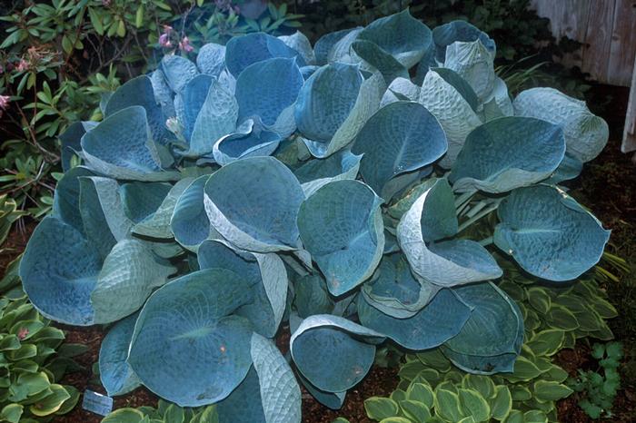 Hosta 'Abiqua Drinking Gourd' from David's Nursery Hosta 'Abiqua Drinking Gourd' - Hosta or Plantain Lily