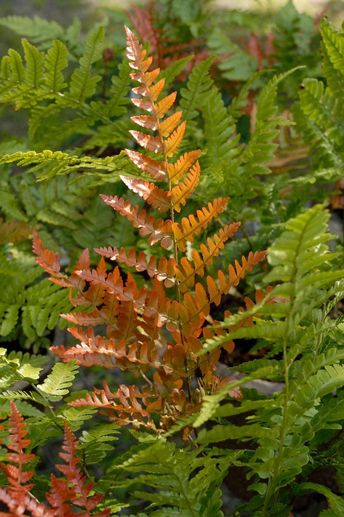 Dryopteris erythrosora 'Brilliance' from David's Nursery Dryopteris erythrosora 'Brilliance' - Autumn Fern