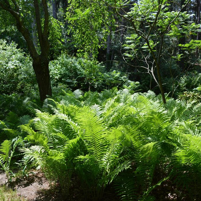 Matteuccia struthiopteris from David's Nursery Matteuccia struthiopteris - Fern-Ostrich
