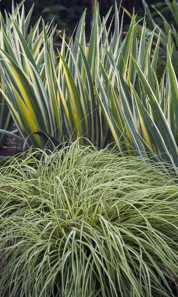 Carex oshimensis 'Evergold' from David's Nursery Carex oshimensis 'Evergold' - Sedge