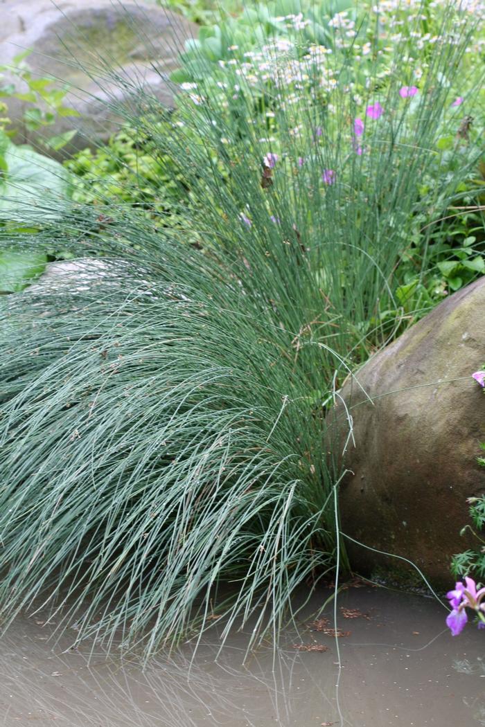 Carex stricta from David's Nursery Carex stricta - Tussock Sedge
