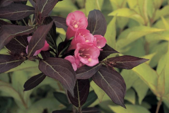 Weigela florida 'Wine & Roses®' from David's Nursery Weigela florida 'Wine & Roses®' ('Alexandra') - Weigela