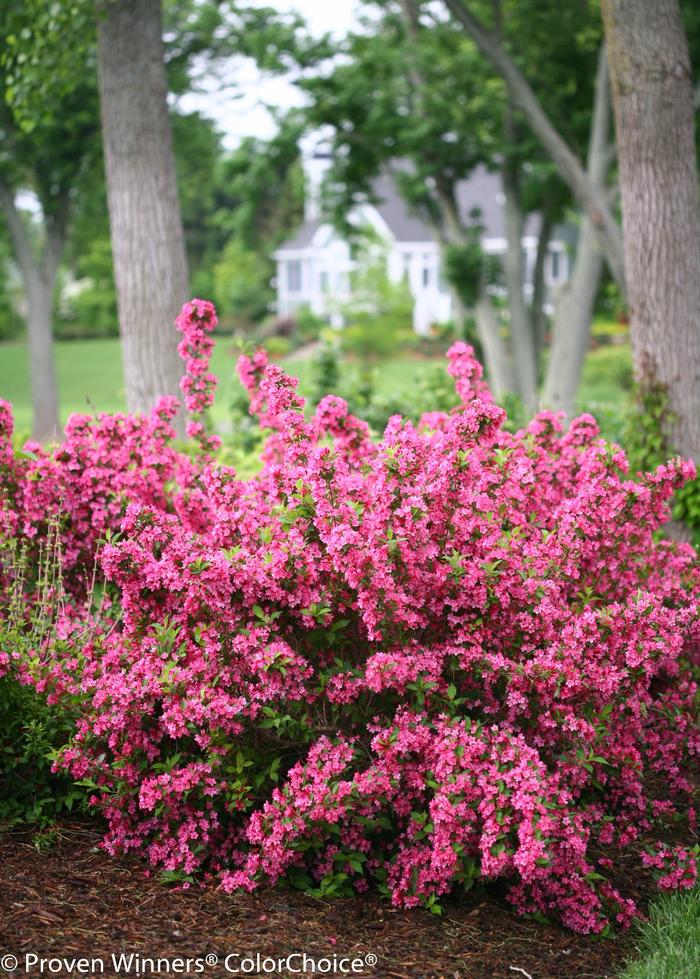 Weigela florida 'Pink' from David's Nursery Weigela florida Sonic Bloom® 'Pink' ('Bokrasopin') - Reblooming Weigela