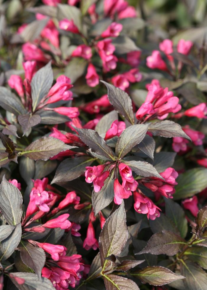 Weigela florida 'Spilled Wine®' from David's Nursery Weigela florida 'Spilled Wine®' ('Bokraspiwi') - Weigela