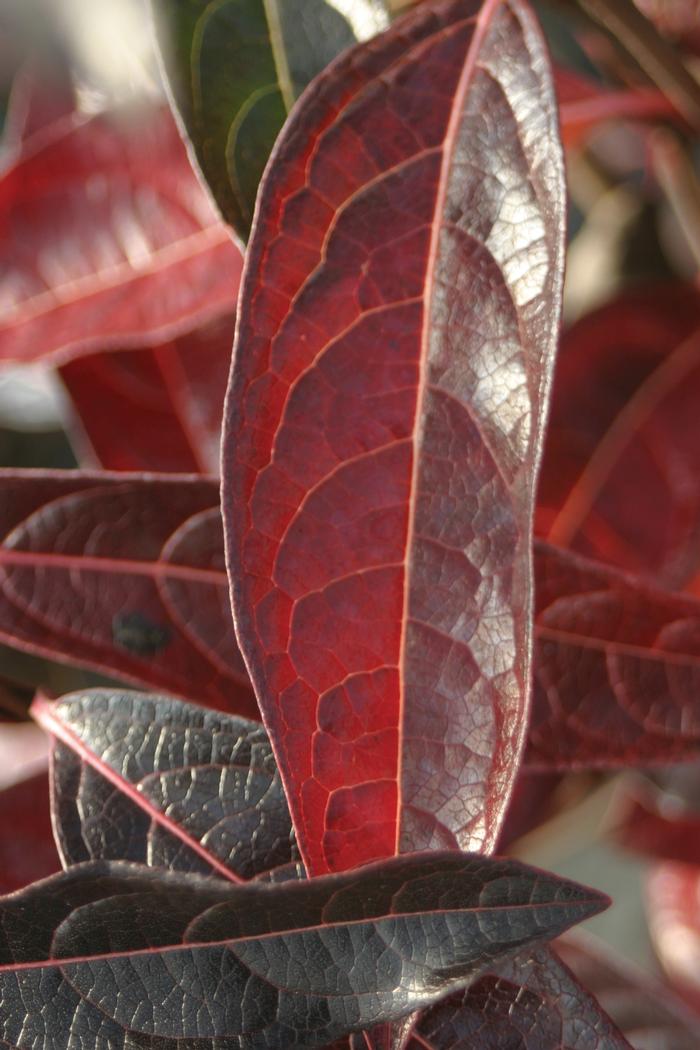 Viburnum nudum 'Brandywine™' from David's Nursery Viburnum nudum 'Brandywine™' ('Bulk') - Viburnum