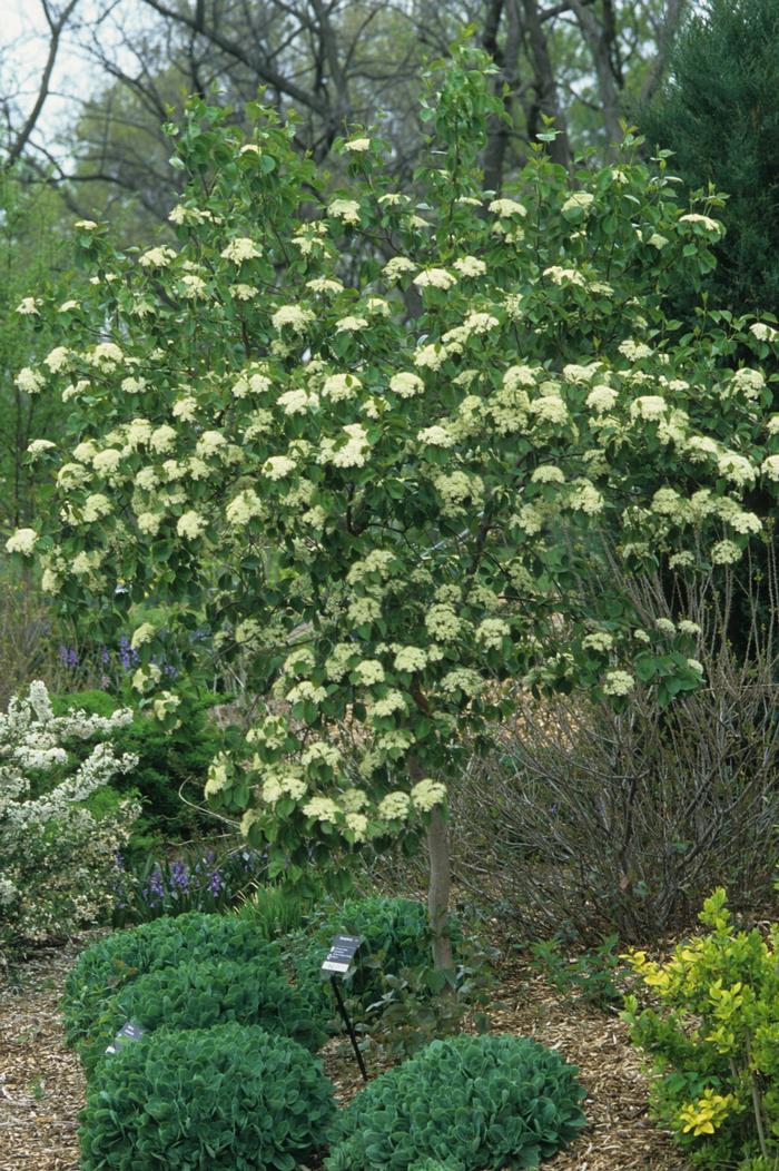 Viburnum prunifolium from David's Nursery Viburnum prunifolium - Blackhaw Viburnum