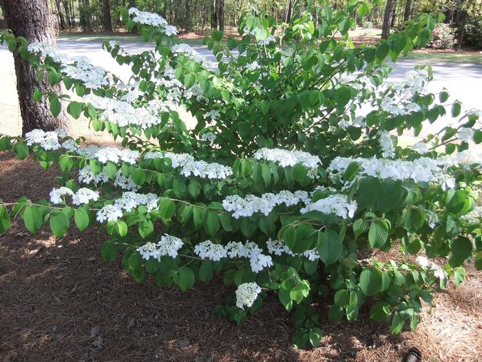 Viburnum plicatum f. tomentosum 'Shasta' from David's Nursery Viburnum plicatum f. tomentosum 'Shasta' - Doublefile Viburnum