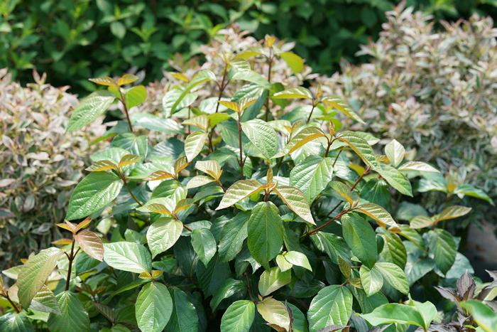 Viburnum 'Shiny Dancer®' from David's Nursery Viburnum 'Shiny Dancer®' ('NCVX1') - Viburnum