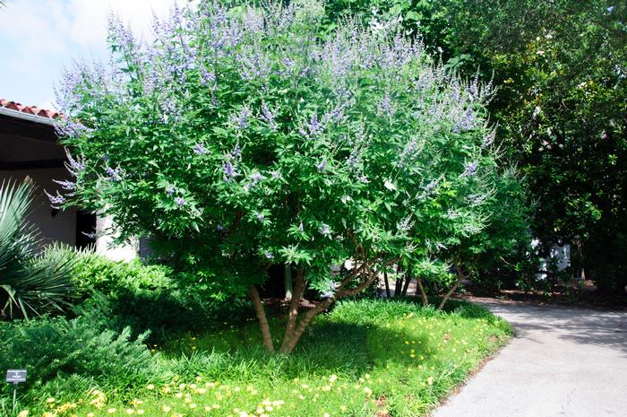 Vitex agnus-castus 'Shoal Creek' from David's Nursery Vitex agnus-castus 'Shoal Creek' - Chaste Tree