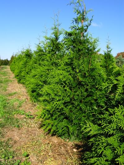 Thuja 'Green Giant' from David's Nursery Thuja 'Green Giant' - Giant Arborvitae