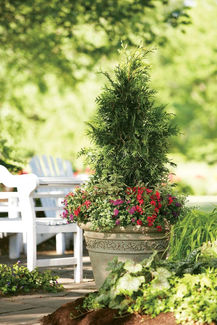 Thuja plicata 'Spring Grove®' from David's Nursery Thuja plicata 'Spring Grove®' ('Grovepli') - Western Arborvitae