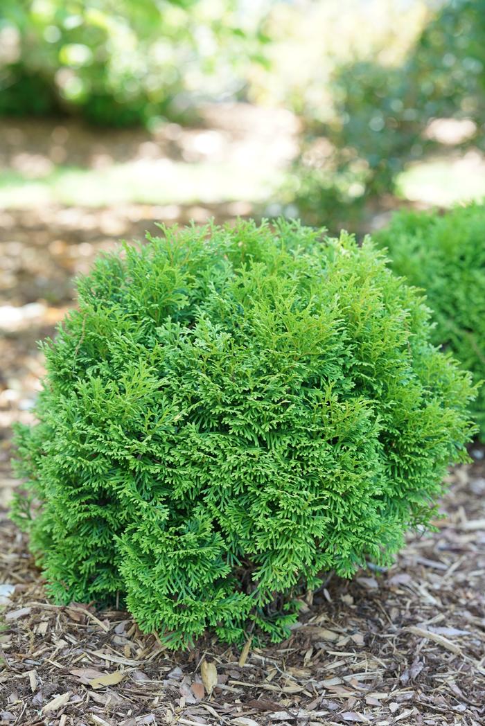 Thuja occidentalis 'Tater Tot®' from David's Nursery Thuja occidentalis 'Tater Tot®' ('SMNTOBAB') - Arborvitae