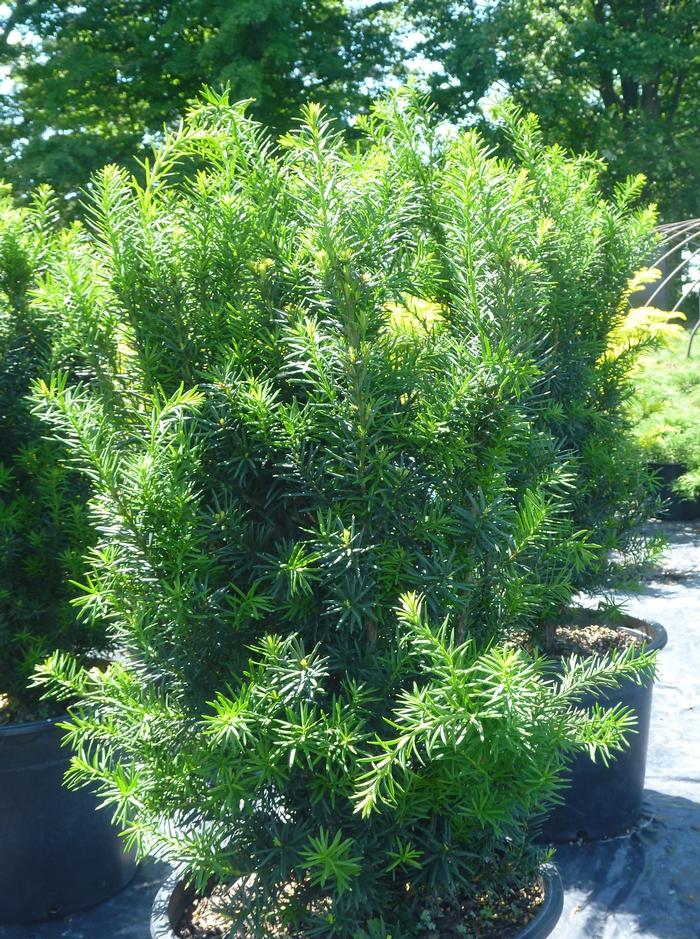 Taxus x media 'Hicksii' from David's Nursery Taxus x media 'Hicksii' - Yew