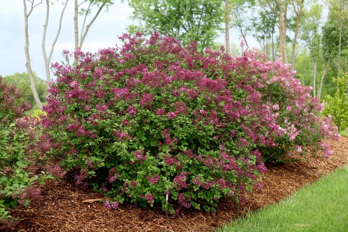 Syringa 'Dark Purple' from David's Nursery Syringa Bloomerang® 'Dark Purple' ('SMSJBP7') - Reblooming Lilac