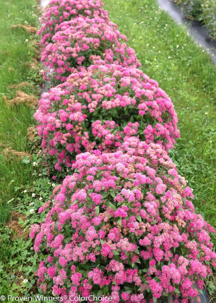 Spiraea japonica 'Pink' from David's Nursery Spiraea japonica Double Play® 'Pink' ('SMNSJMFP') - Spirea