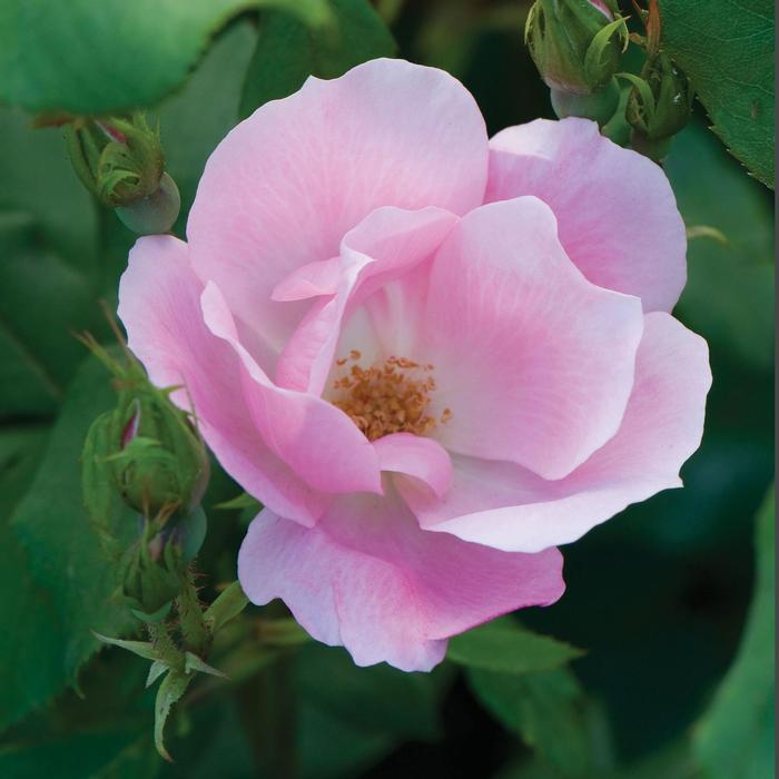 Rosa 'Blushing' from David's Nursery Rosa Knock Out® 'Blushing' ('Radyod') - Shrub Rose