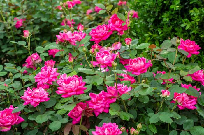 Rosa 'Pink Double' from David's Nursery Rosa Knock Out® 'Pink Double' ('Radtkopink') - Shrub Rose