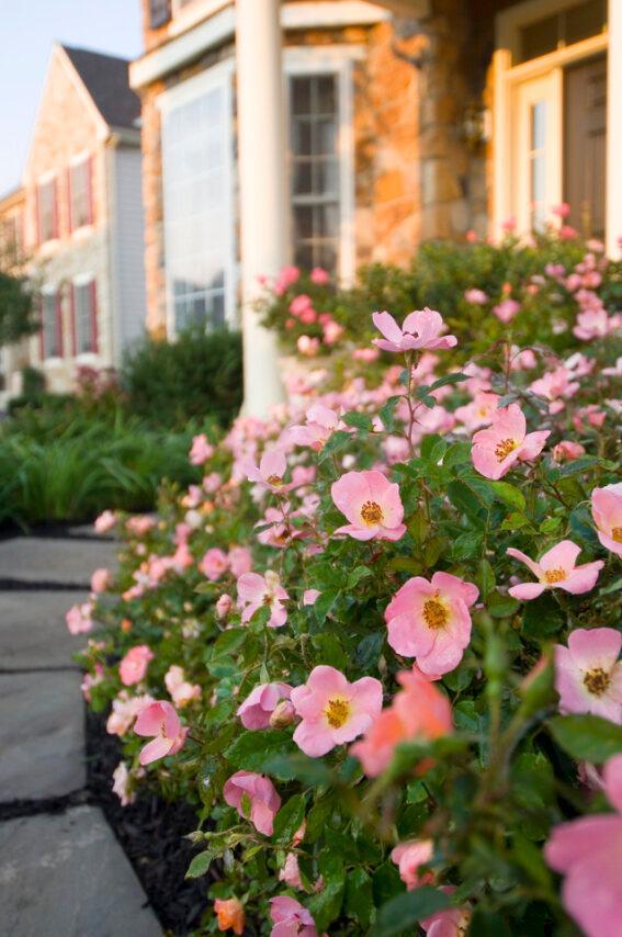 Rosa 'Rainbow' from David's Nursery Rosa Knock Out® 'Rainbow' ('Radcor') - Shrub Rose