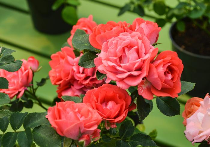 Rosa 'Coral Drift®' from David's Nursery Rosa 'Coral Drift®' ('Meidrifora') - Rose