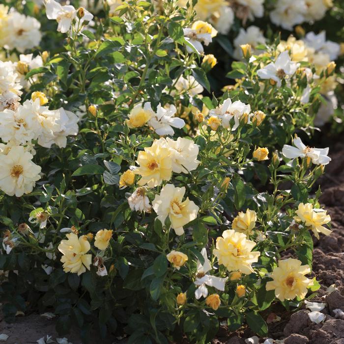 Rosa 'Lemon Drift®' from David's Nursery Rosa 'Lemon Drift®' ('Meisentmil') - Rose