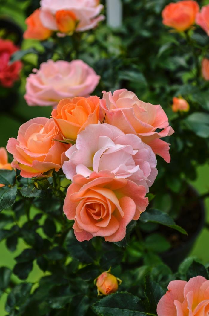 Rosa 'Peach Drift®' from David's Nursery Rosa 'Peach Drift®' ('Meiggili') - Rose