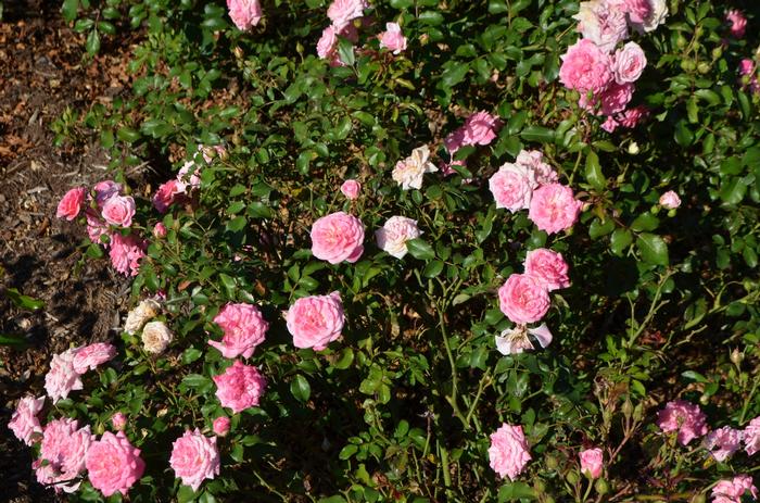 Rosa 'Sweet Drift®' from David's Nursery Rosa 'Sweet Drift®' ('Meiswetdom') - Rose