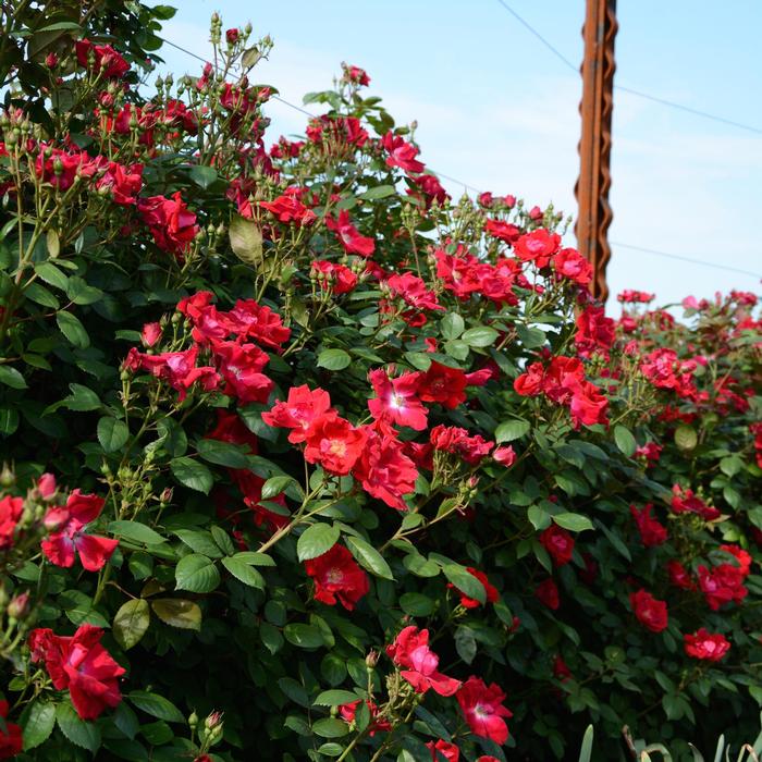Rosa 'Winner's Circle™' from David's Nursery Rosa 'Winner's Circle™' ('Radwin') - Climbing Rose